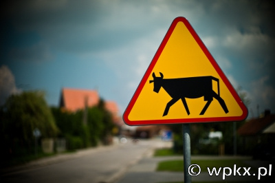 L1004969 Uwaga na krowy w Wiślicy
