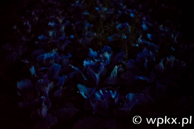 _DSC2627 Cabbage by Night